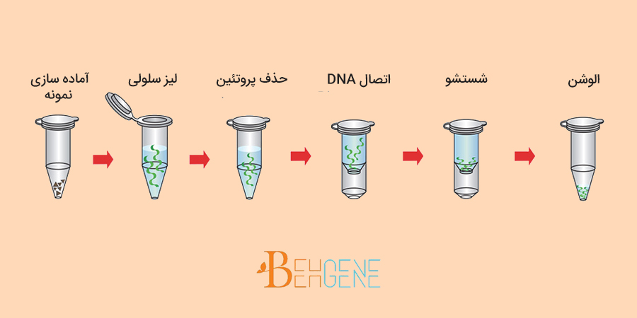 مراحل استخراج dna به روش ستونی